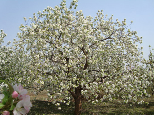 八棱海棠树直径43公分树（春季古树）
