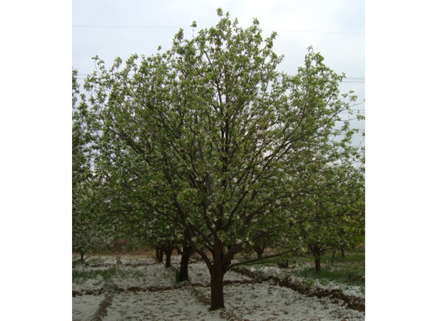 八棱海棠树直径29公分树（春季末）