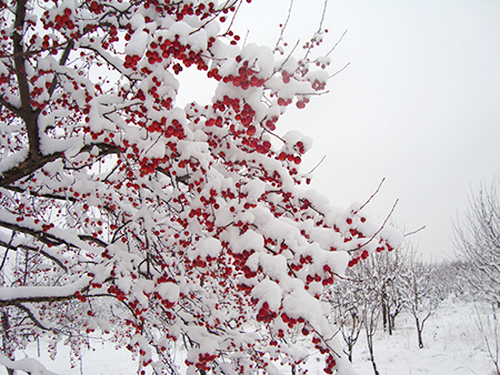 基地海棠树雪景 