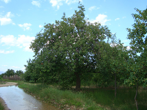 八棱海棠树直径45公分树（夏季古树）