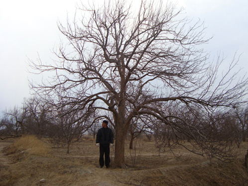 八棱海棠树直径41公分树（冬季）