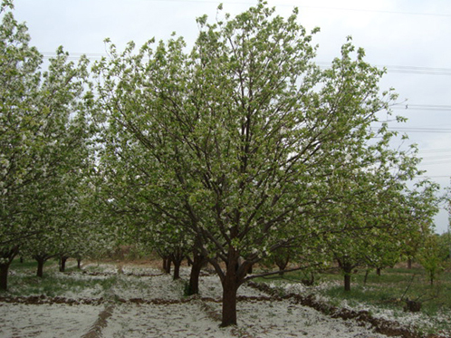 八棱海棠树直径27公分树（春季末）