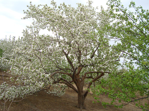 八棱海棠树直径46公分树（春季古树）