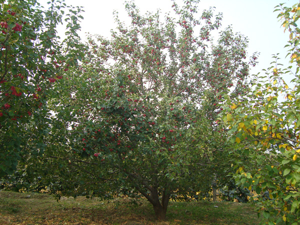 八棱海棠树直径20公分树（秋季）