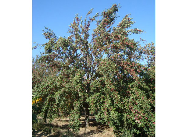 八棱海棠树直径30公分树（秋季） 