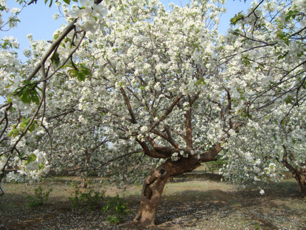 八棱海棠树直径40公分树（春季古树）