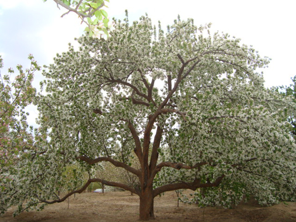 八棱海棠树直径59公分树（春季古树）