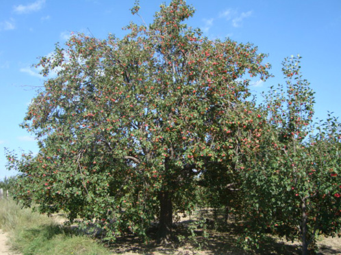 八棱海棠树直径45公分树(秋季古树）