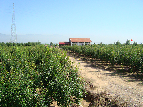 八棱海棠树苗圃地（夏季） 