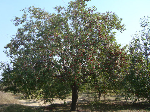 八棱海棠树直径40公分树（秋季）