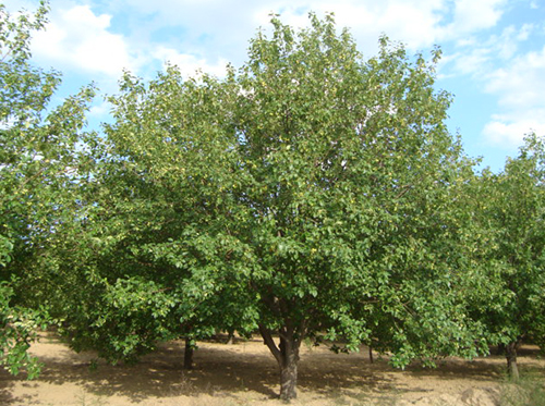 八棱海棠树直径21公分树（夏季） 