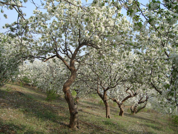 八棱海棠树直径30公分树（古树） 