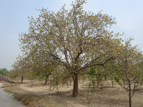 八棱海棠树直径43公分树（初春古树）
