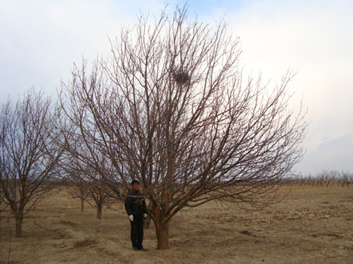 八棱海棠树直径28公分树（冬季）