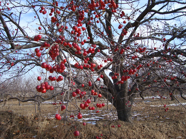 八棱海棠树直径60公分树（冬季）