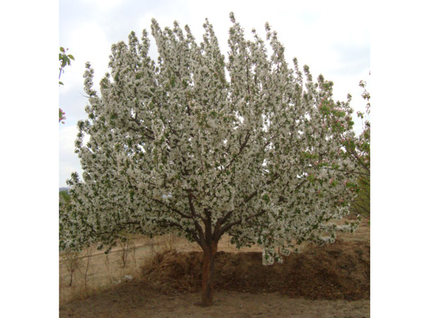 八棱海棠树直径20公分树（春季）