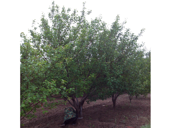 八棱海棠树直径24公分树（夏季）