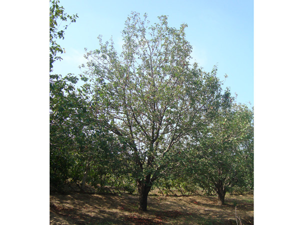 八棱海棠树直径27公分树（秋季）