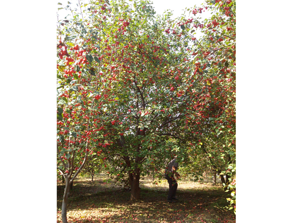 八棱海棠树直径30公分树（秋季）