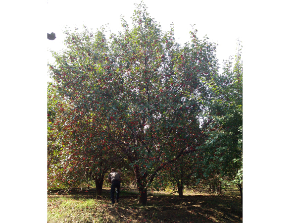 八棱海棠树直径38公分树（秋季）