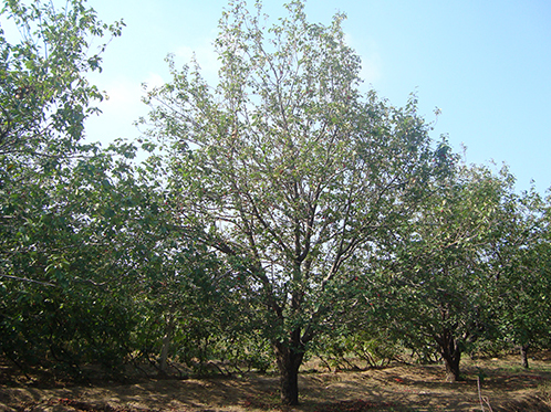 八棱海棠树直径28公分树（秋季）