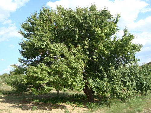 八棱海棠树直径55公分树（夏季）