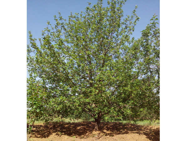 八棱海棠树直径28公分树（夏季）
