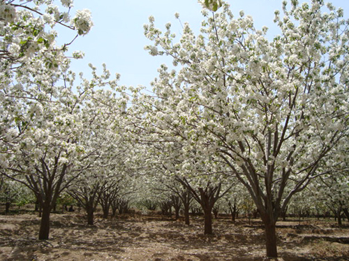 八棱海棠树直径22公分树（春季）
