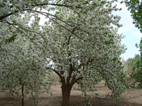 八棱海棠树直径55公分树（春季古树）