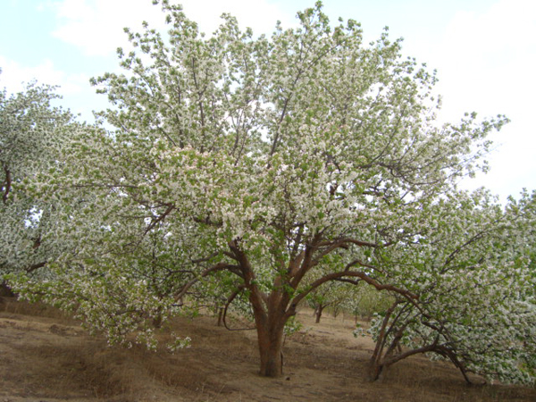 八棱海棠树直径56公分树（初春）