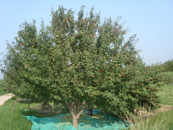 八棱海棠树直径24公分树（初秋）