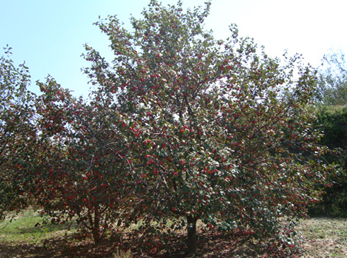 八棱海棠树直径22公分树（秋季） 
