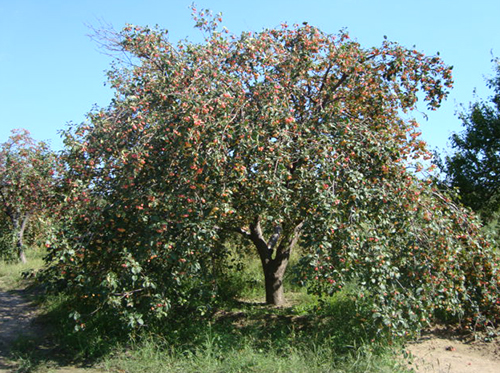 八棱海棠树直径58公分树（春季古树）