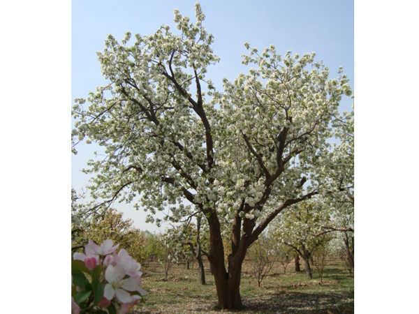 八棱海棠树直径51公分树（春季古树）