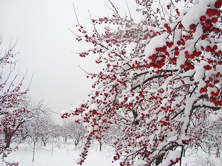 基地海棠树雪景