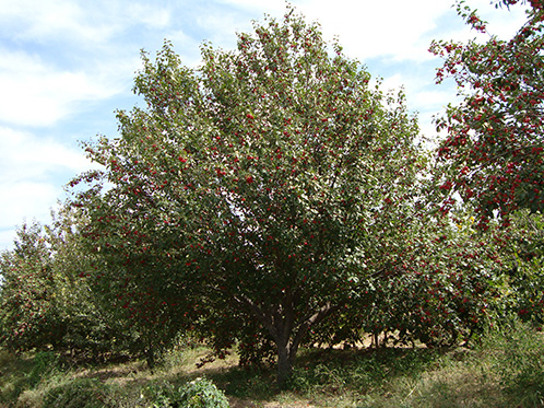 八棱海棠树直径23公分树（秋季）