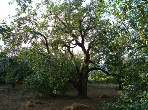 八棱海棠树直径52公分树（古树）