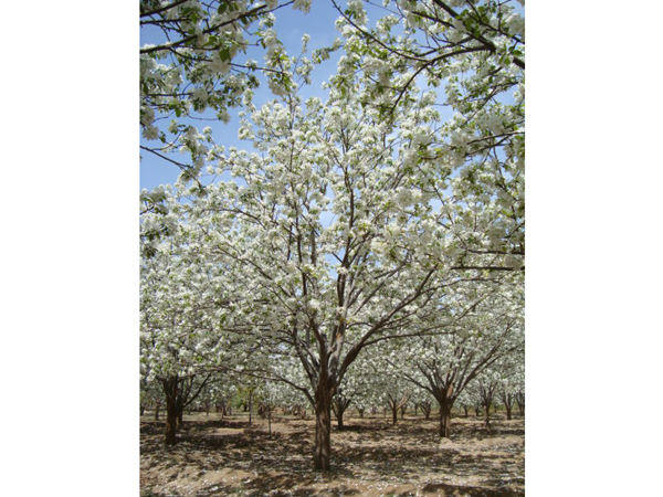 八棱海棠树直径24公分树（春季）