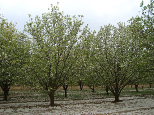 八棱海棠树直径23公分树（春季末）