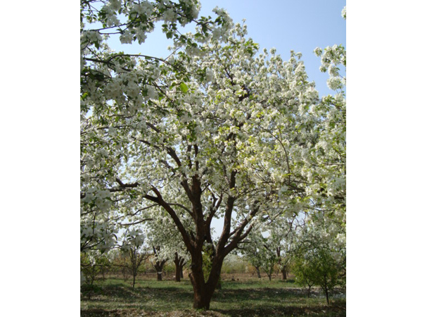 八棱海棠树直径60公分树（春季古树）
