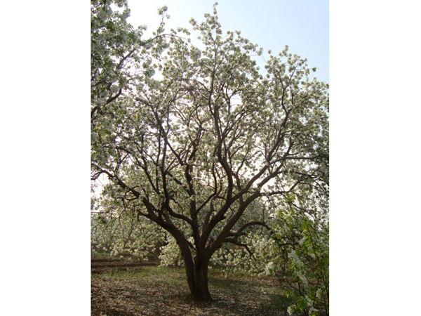 八棱海棠树直径70公分树（春季古树）