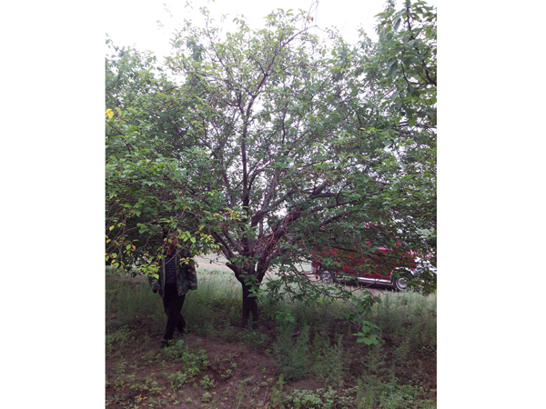 八棱海棠树直径27公分树（夏季）