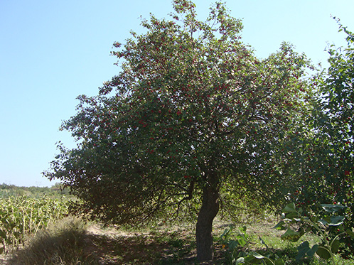 八棱海棠树直径40公分树（古树）