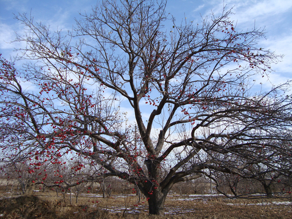 八棱海棠树直径60公分树（冬季） 