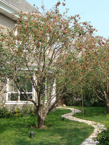 别墅海棠树 