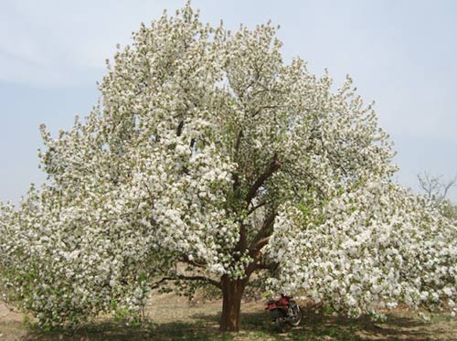 八棱海棠树直径50公分树（春季）