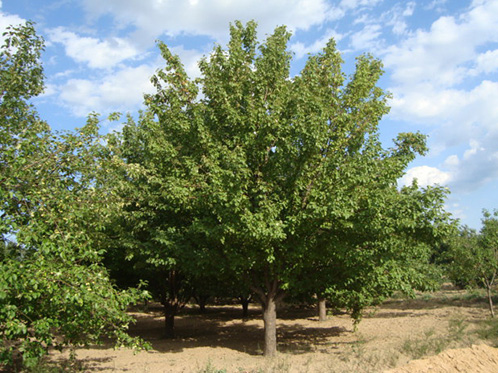八棱海棠树直径22公分树（夏季）