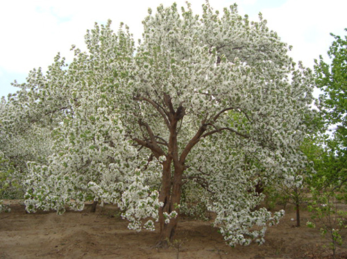 八棱海棠树直径52公分树（春季古树）